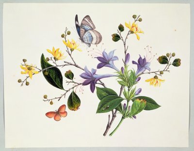 Flower Study and Insects by Chinese School